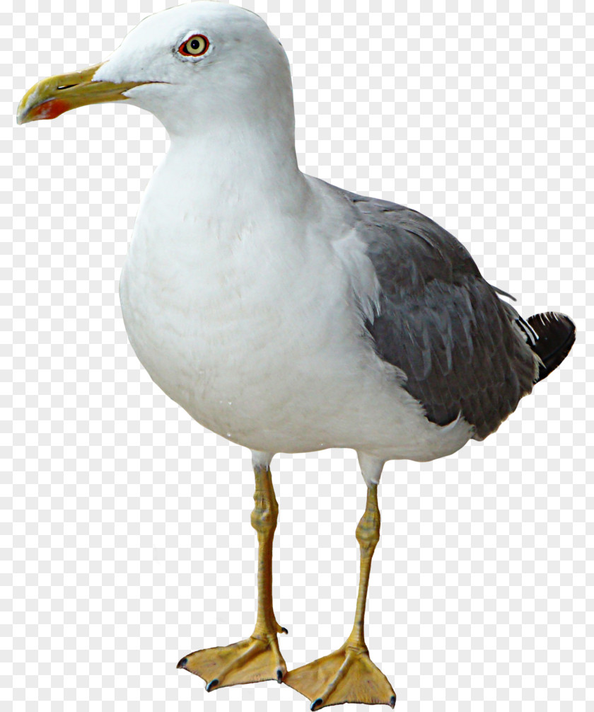 Bird European Herring Gull Gulls Shorebirds Great Black-backed PNG