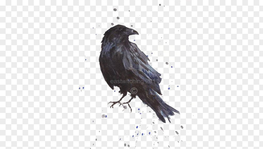 Crow Common Raven Bird Art Printmaking PNG
