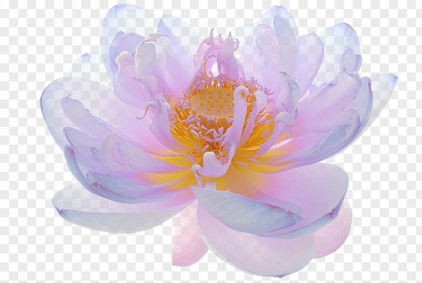 Flower Sacred Lotus Image Photograph Floral Design PNG