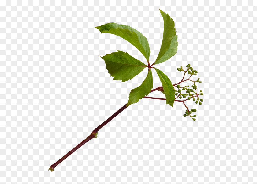 Leaf Twig Plant Stem Autumn Cut Flowers PNG