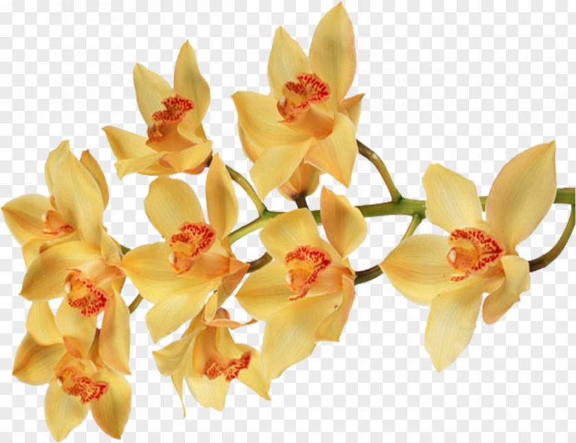 Orchid Moth Orchids Flower Color Desktop Wallpaper PNG