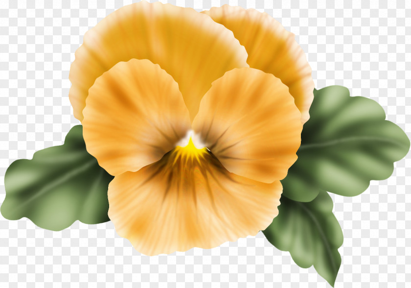 Pansy Flower Annual Plant Blume Petal Greeting & Note Cards PNG