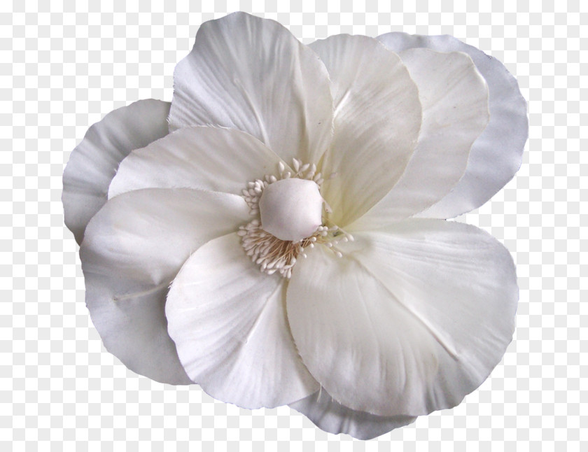 Rose Mallows Family Cut Flowers Petal PNG