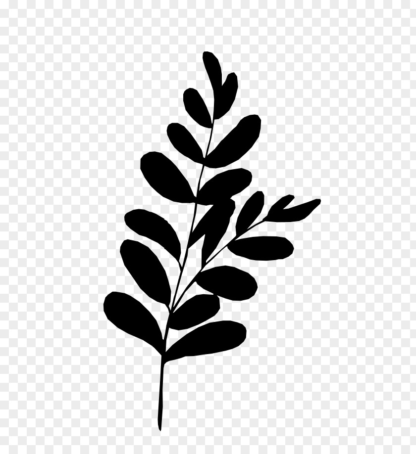 Vascular Plant Blackandwhite Leaf Branch PNG