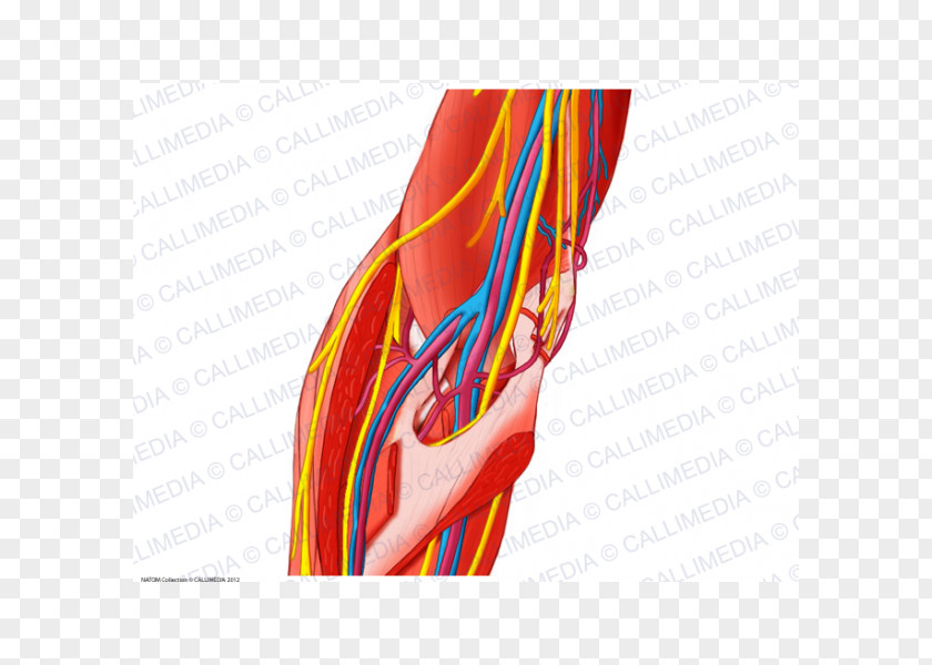 Arm Elbow Forearm Nerve Muscle PNG