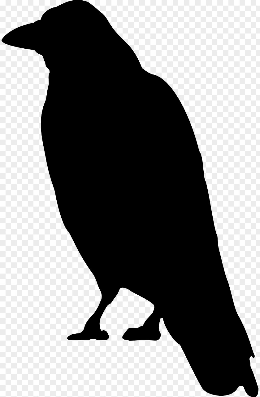 Crow Cartoon Clip Art PNG