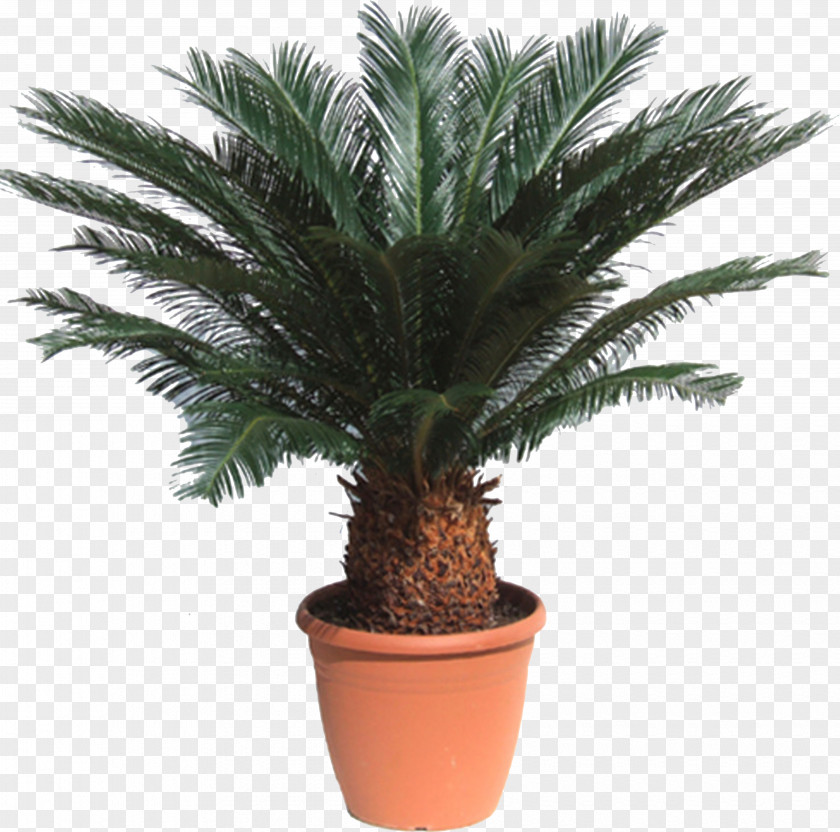Date Palm Sago Cycad Houseplant Howea Forsteriana Metroxylon Sagu PNG