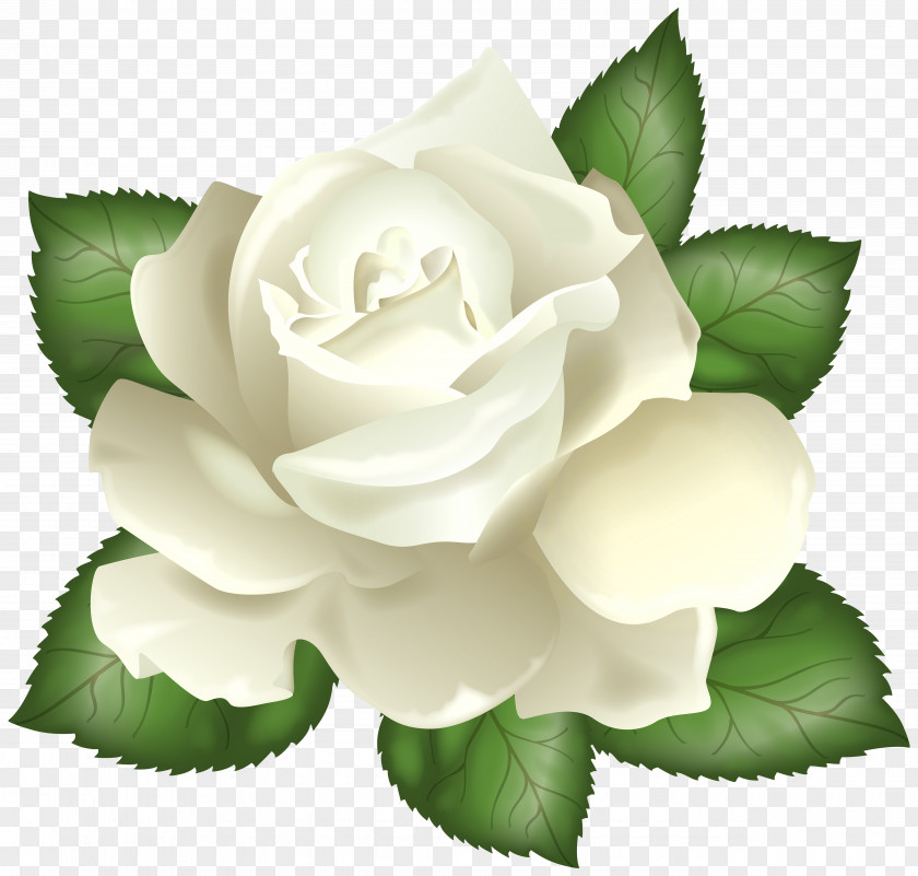 White Rose Transparent Clip Art Picture Flower PNG