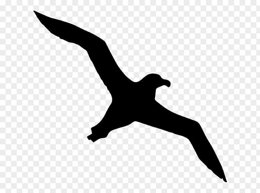 Albatross Transparent Background Bird Icon PNG