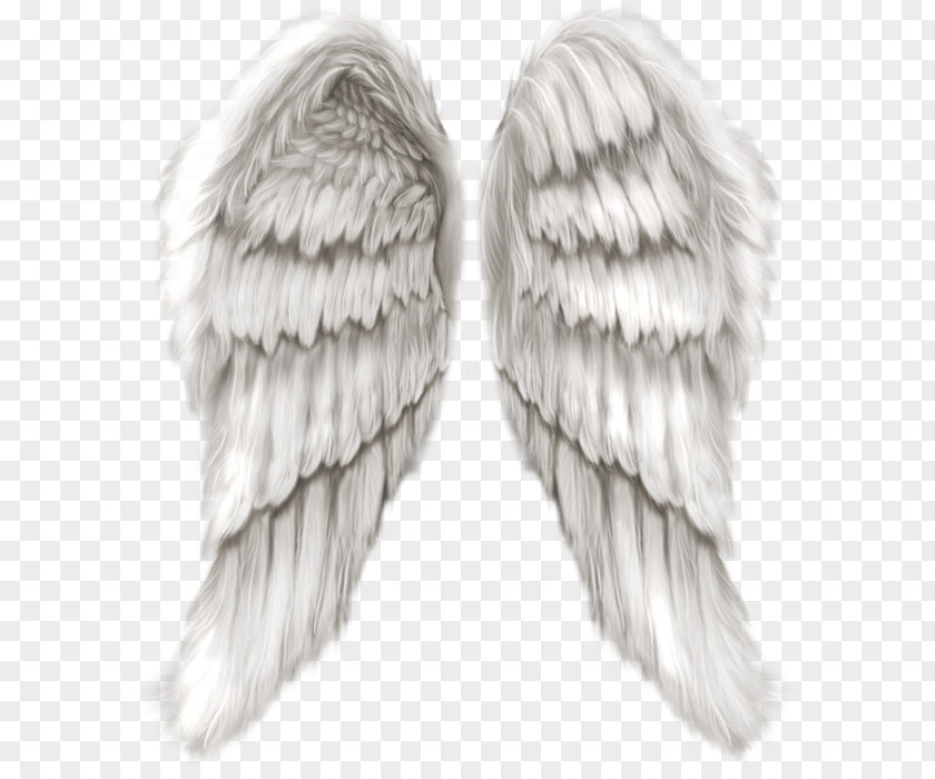 Angel Wings Cherub Wing PNG