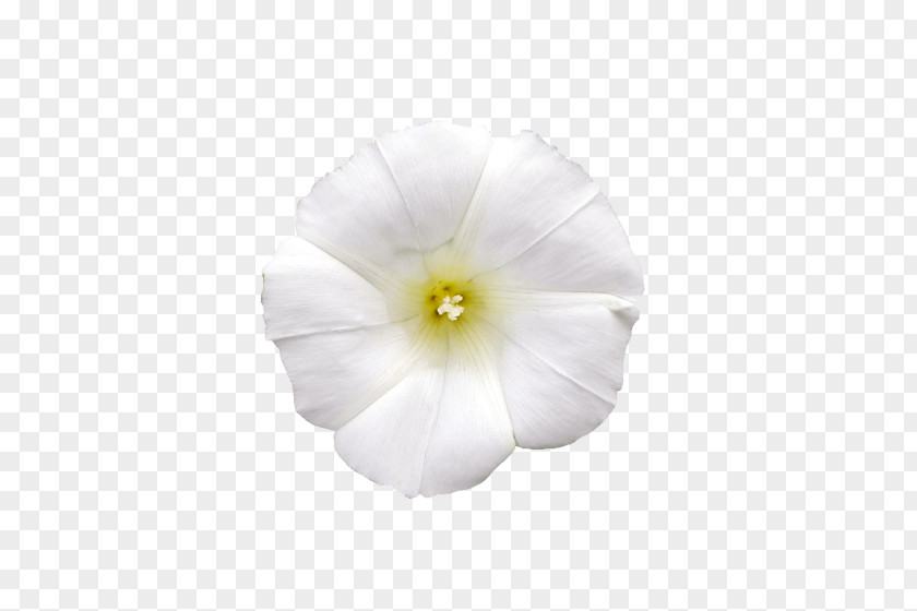 Milk Flower Tropical White Morning-glory Morning Glory Solanales Mallows PNG