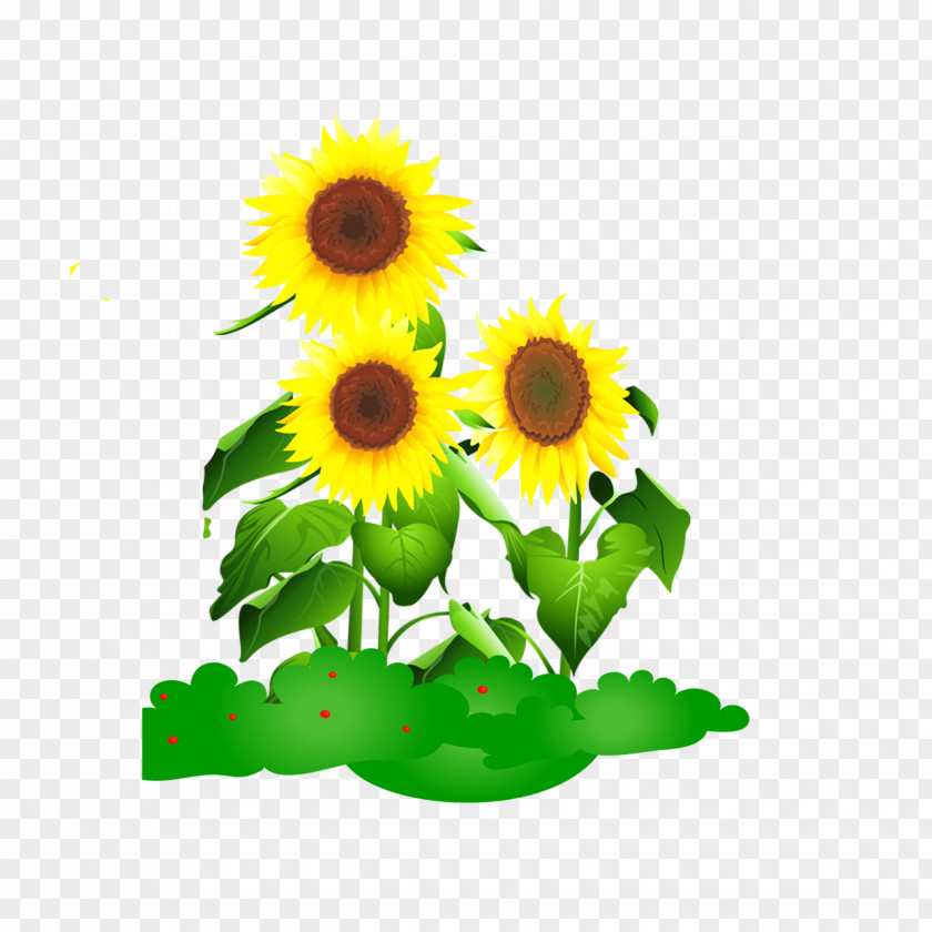 Sunflower Common Drawing Animation PNG