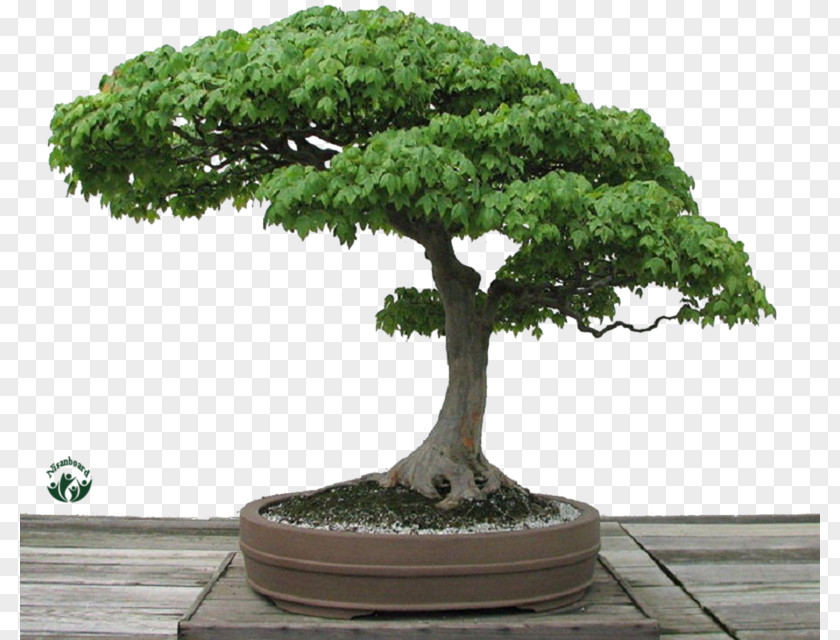 Tree Japanese Maple Bonsai Sageretia Theezans 5 Yrs Old Chinese Plum Sweet PNG