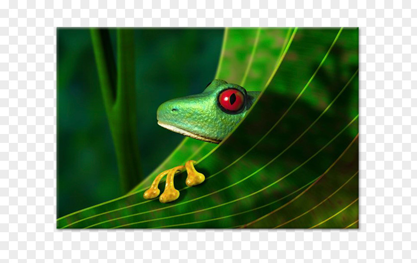 Frog Amazon Rainforest Red-eyed Tree Stock Photography PNG