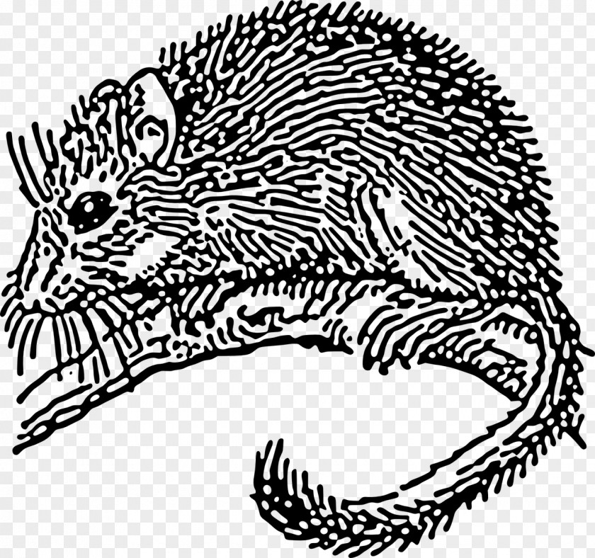 Mouse Dormouse Rodent Drawing Clip Art PNG