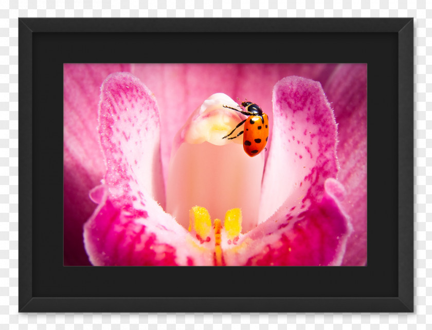 Watercolor Insect Desktop Wallpaper Picture Frames Computer PNG