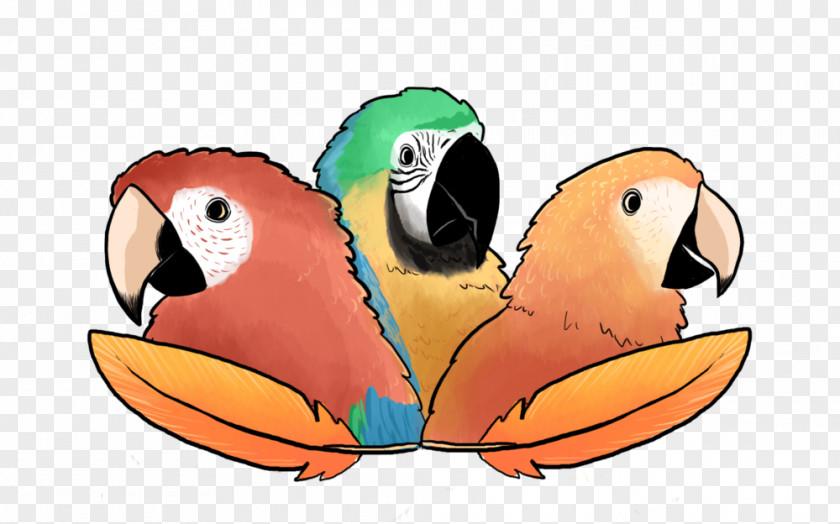 Parrot Macaw Podcast Drawing PNG