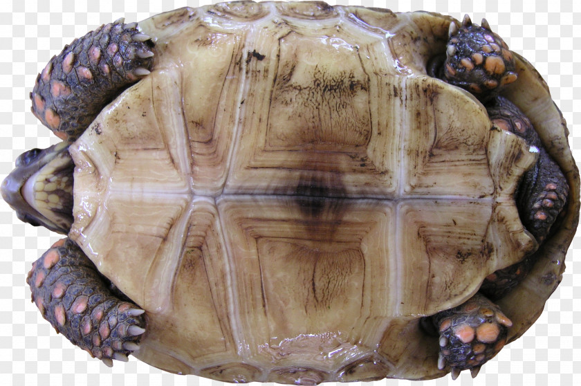 Turtle Box Yellow-footed Tortoise Reptile Texture Mapping PNG