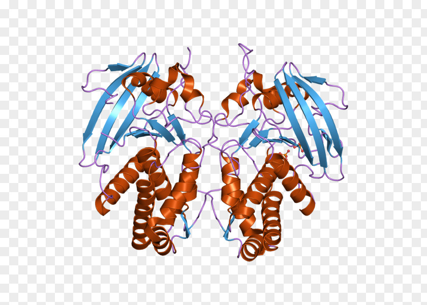 Tyrosine Protein Phosphatase Decapoda Gene PNG