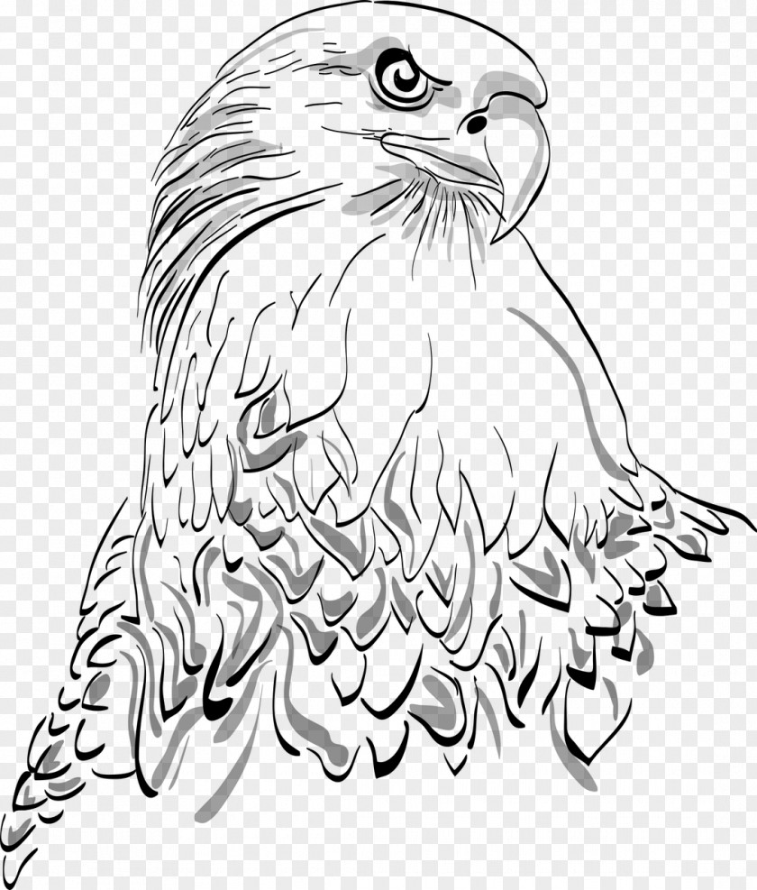 Bird Bald Eagle White-tailed Drawing PNG