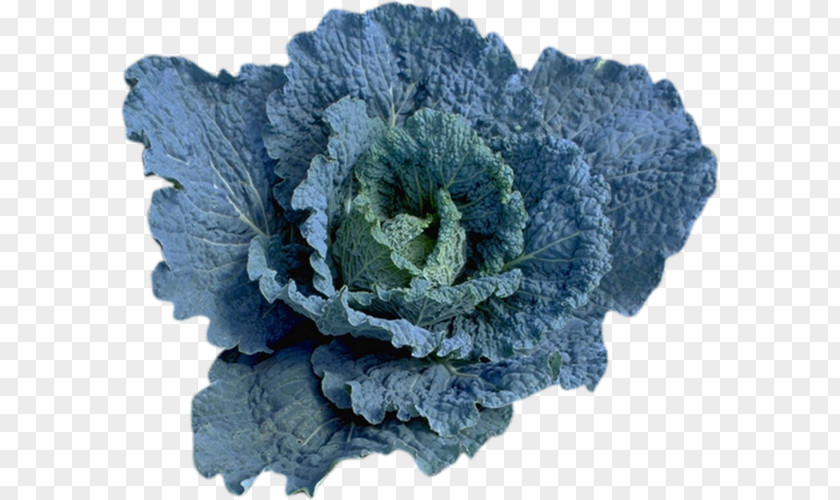 Cabbage Centerblog Broccoli PNG