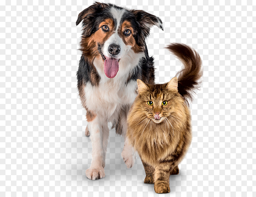 Cat Food Dog Dog–cat Relationship PNG