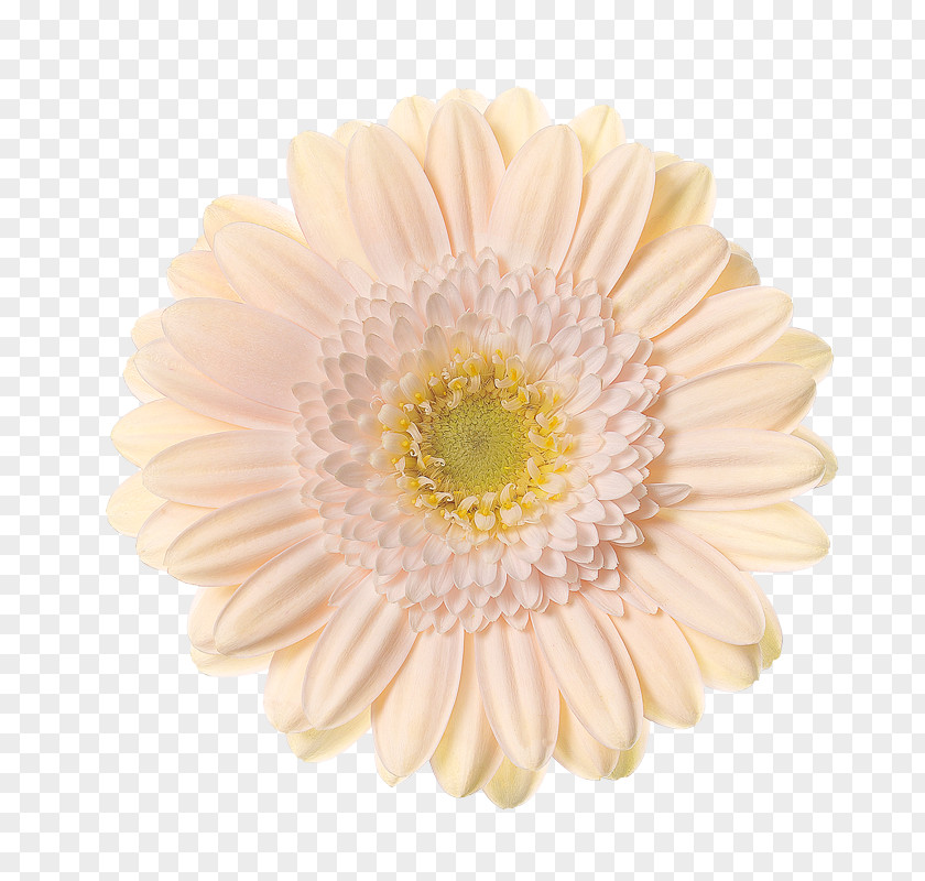 Chrysanthemum Transvaal Daisy Schreurs Hoofdweg 81 Cut Flowers PNG