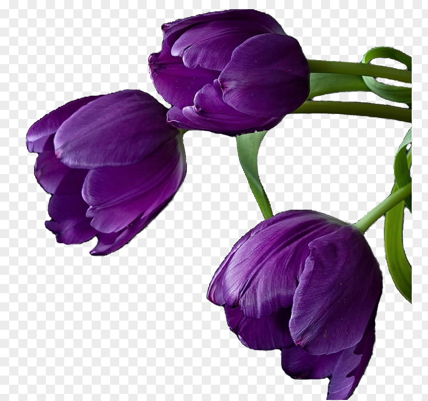 Colorful Flowers Tulip Cut Purple Violet PNG