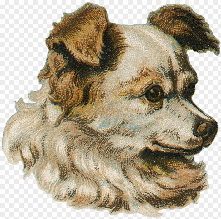 Dog Companion Breed Snout PNG