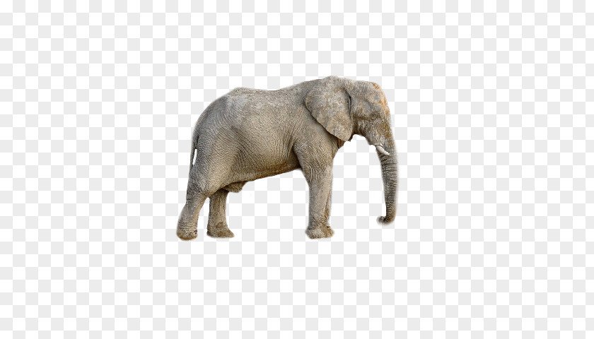 Elephant African Animal PNG