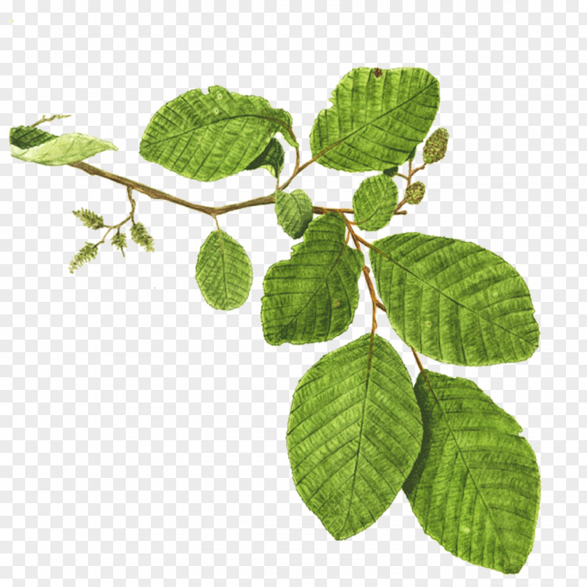 Mint Leaf Mentha Spicata Branch Tree Alder Plant PNG