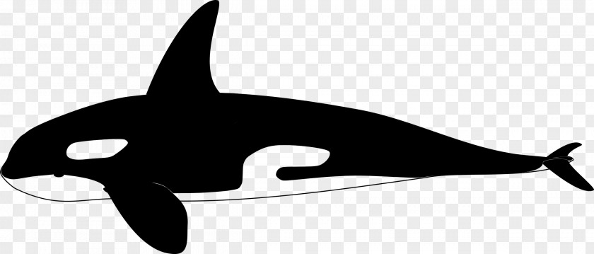 Porpoise Clip Art Whales Cetaceans Line PNG