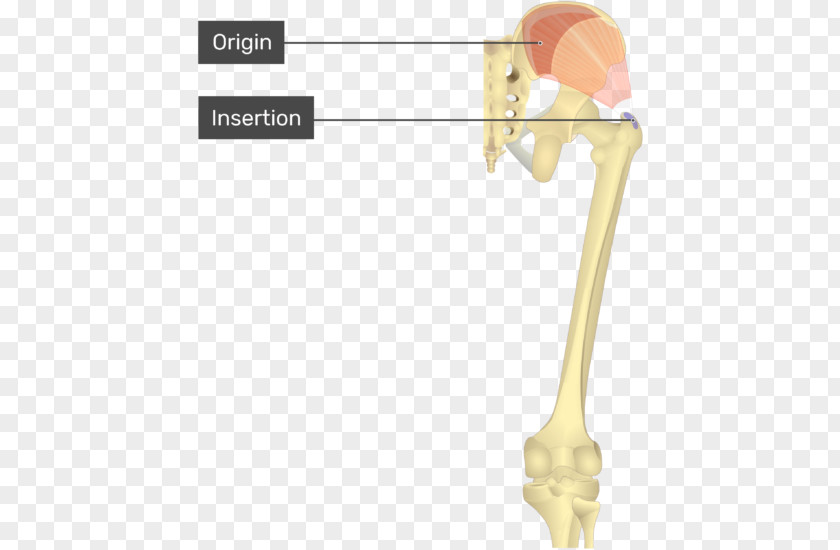 Gluteus Medius Minimus Gluteal Muscles Origin And Insertion Piriformis Muscle PNG