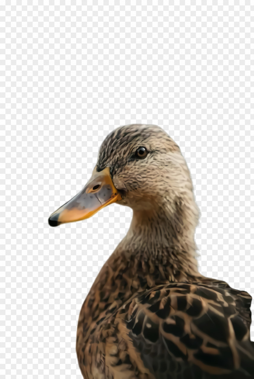 Goose American Black Duck Bird Beak Mallard Ducks, Geese And Swans PNG