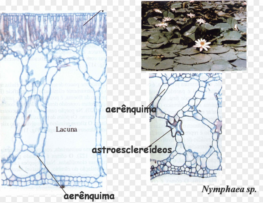 Plant Tissue Parenchyma Collenchima Meristem Symplast PNG