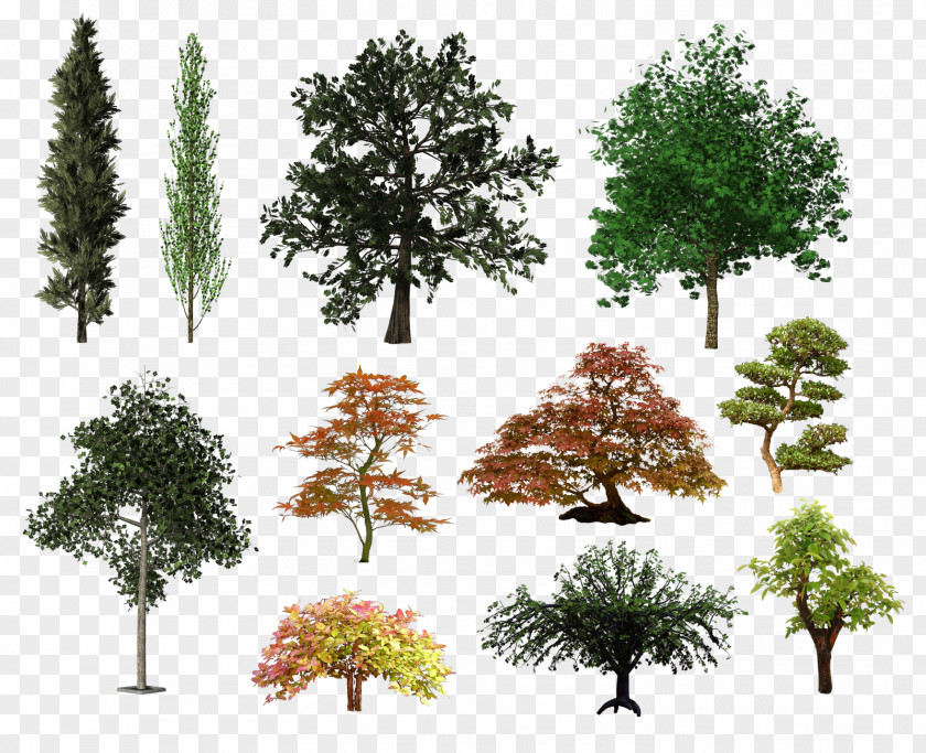 Tree Plan Shrub Desktop Wallpaper Clip Art PNG