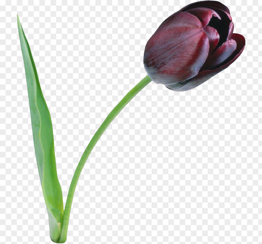 Tulip File Clip Art PNG