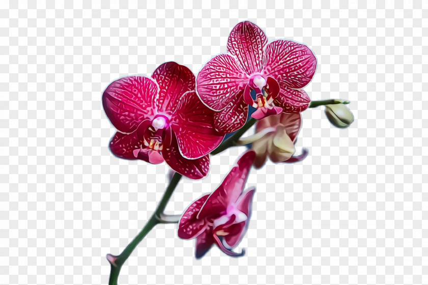 Orchid Violet Flower Flowering Plant Moth Petal PNG