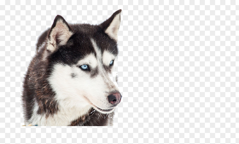 Puppy Siberian Husky Alaskan Malamute Sled Dog Stock Photography PNG