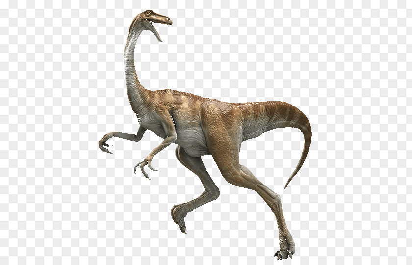 Dinosaur Velociraptor Dilophosaurus Gallimimus Tyrannosaurus PNG