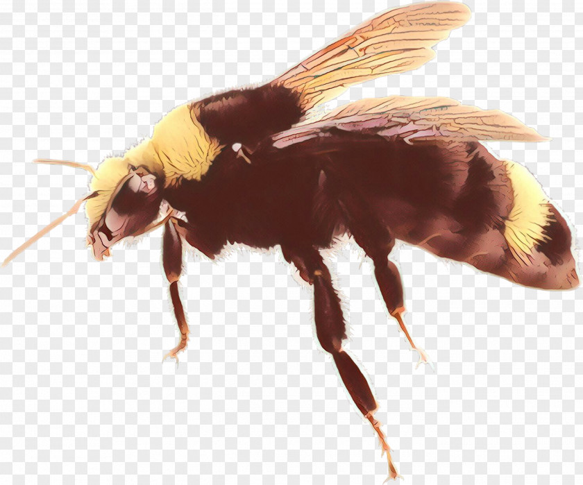 Fly Membranewinged Insect Bumblebee PNG