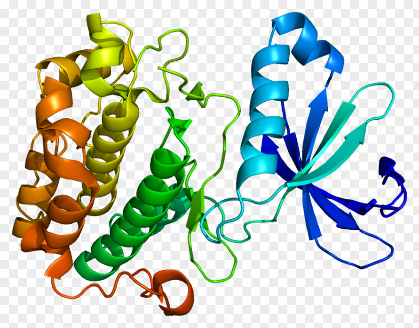 Phosphoinositide-dependent Kinase-1 Pyruvate Dehydrogenase Kinase Protein B PNG