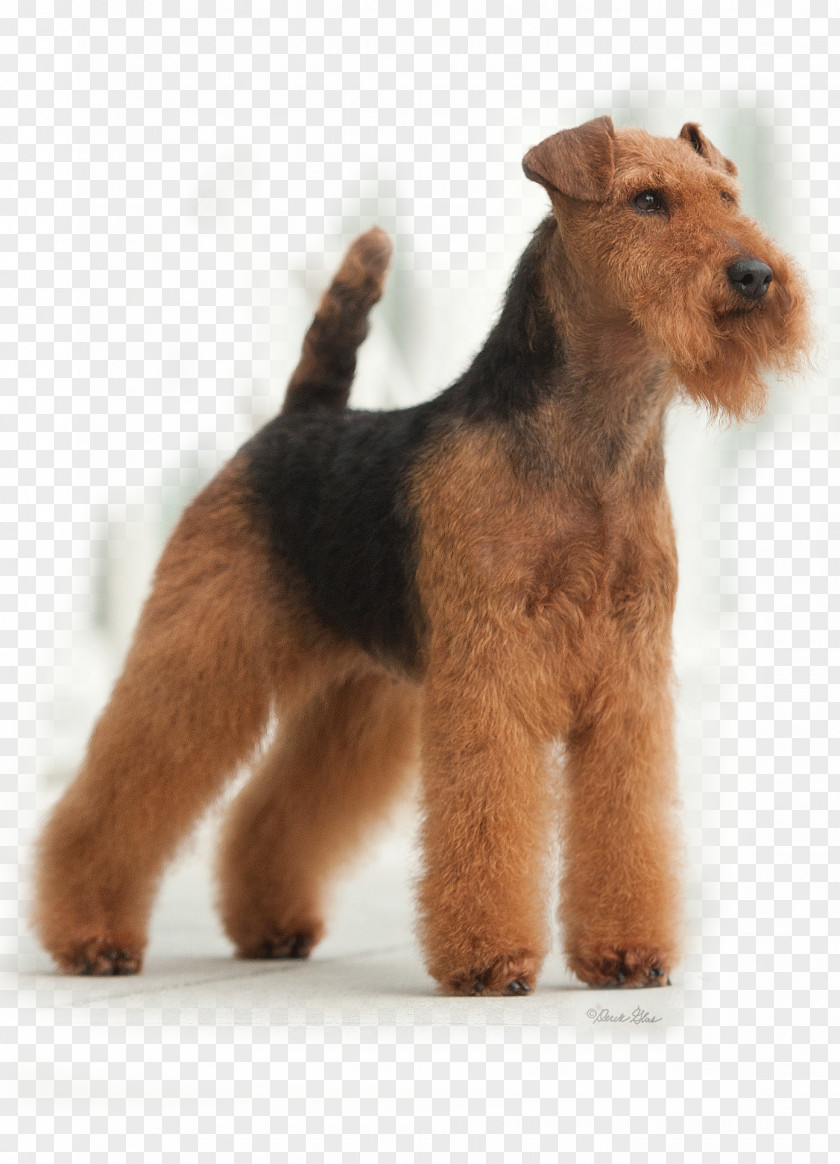 Puppy Welsh Terrier Lakeland Airedale Irish Dog Breed PNG