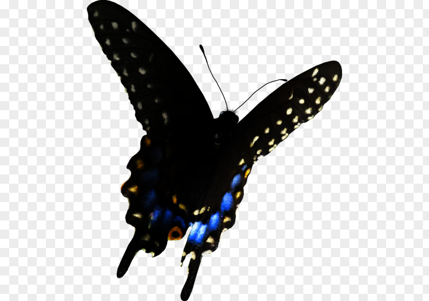 Animal Figure Brushfooted Butterfly Black And White PNG