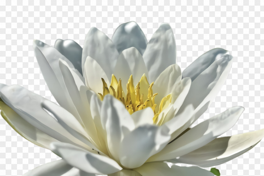 Aquatic Plant Water Lily Fragrant White Flower Petal PNG