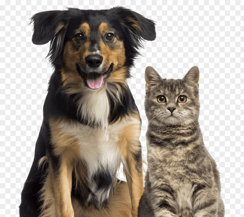 Cat Dog–cat Relationship Pet Sitting PNG