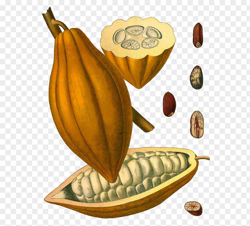 Chocolate Theobroma Cacao Cocoa Bean Nut Solids PNG