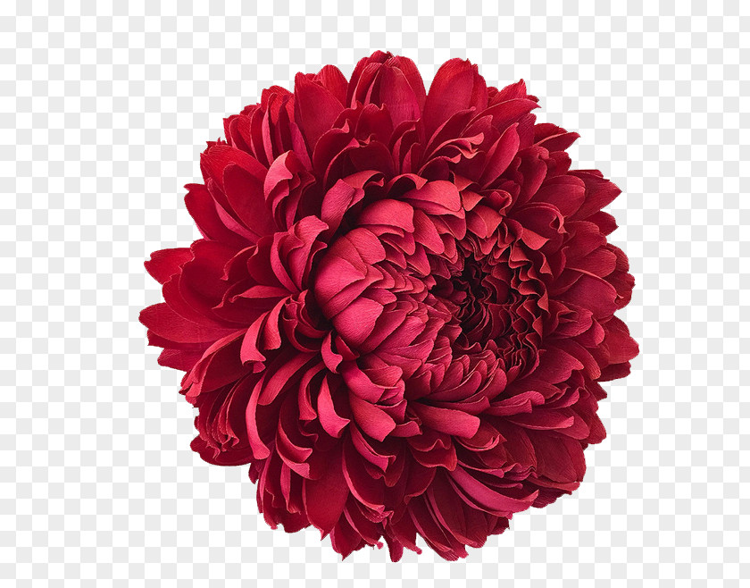 Red Flowers The Fine Art Of Paper Flowers: A Guide To Making Beautiful And Lifelike Botanicals San Francisco Crxeape PNG