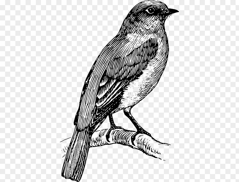 Eastern Bluebird Coloring Book Vector Graphics Image Clip Art PNG
