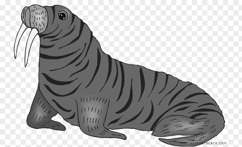 Walrus Tiger Sea Lion Clip Art PNG